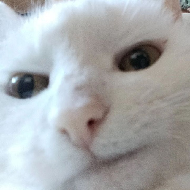 kyocainen