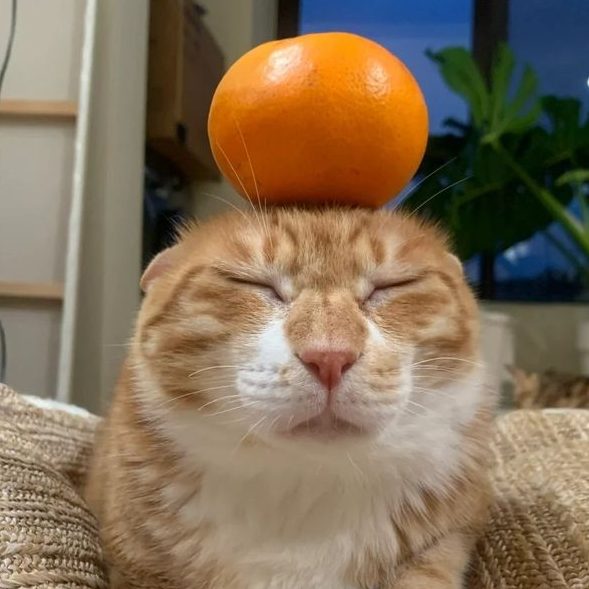 Mvzln