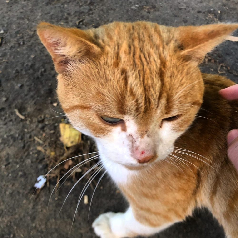 Прилагательная