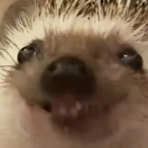 t4pyy