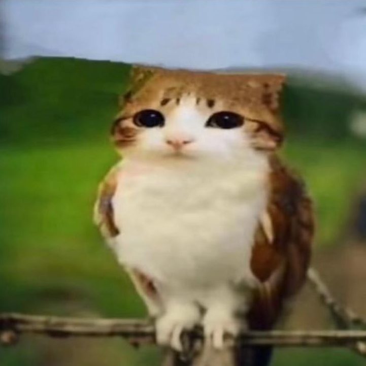 Arneeqkq
