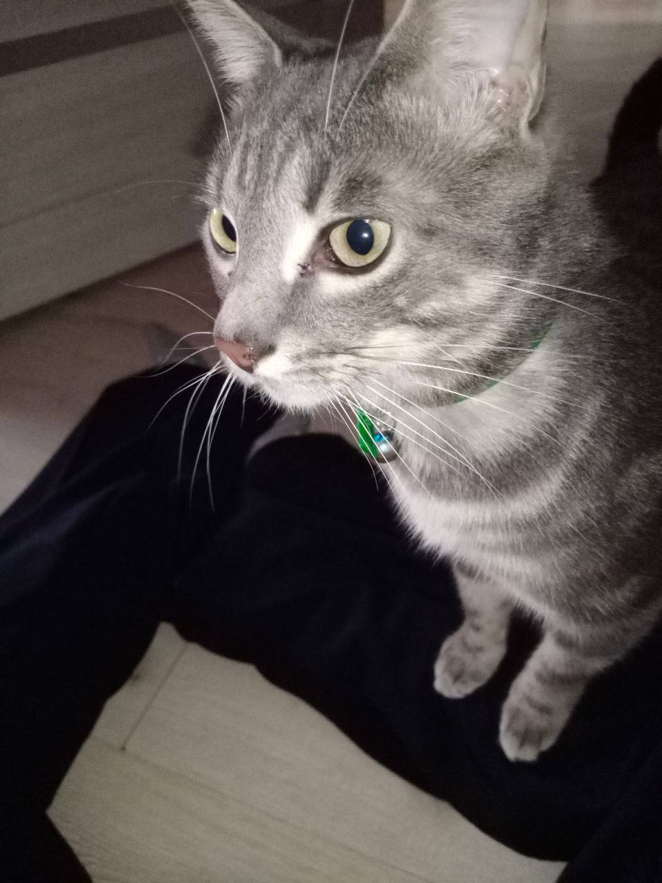 terrenz