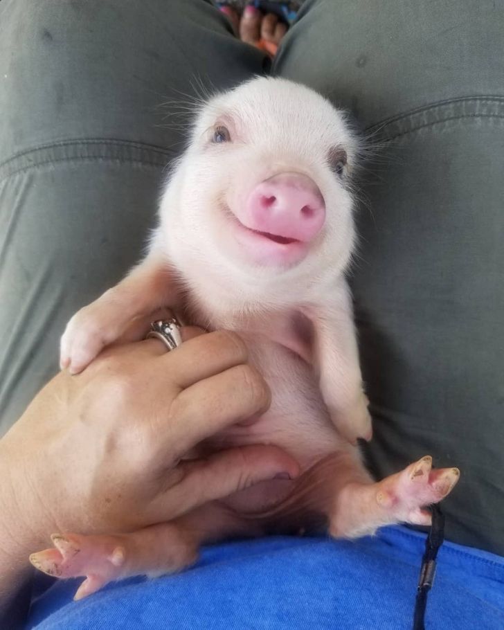 SVINOYEKSPERT