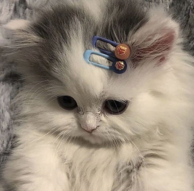 donatadoptme