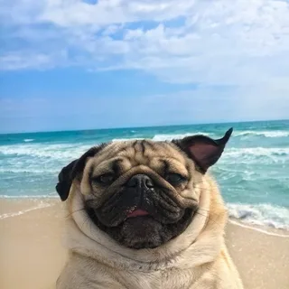 mops