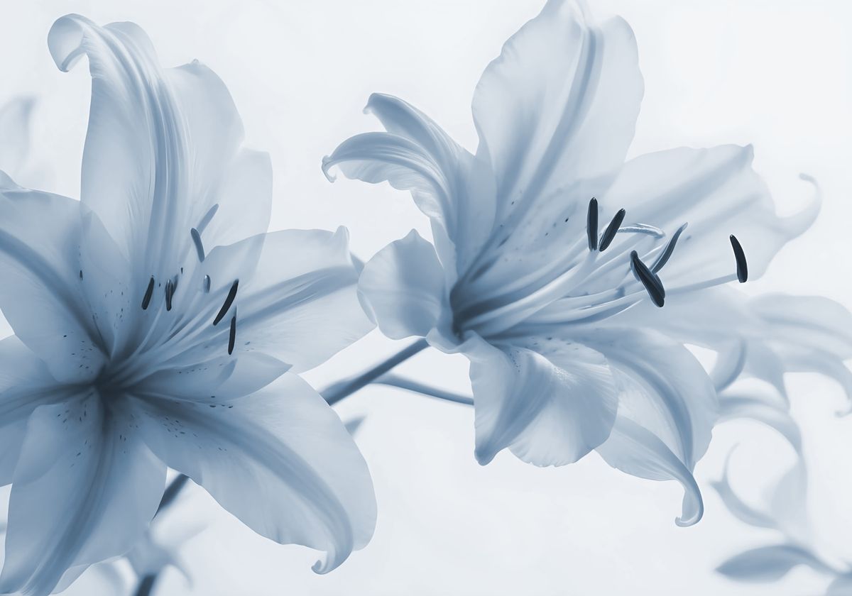 Cover photo