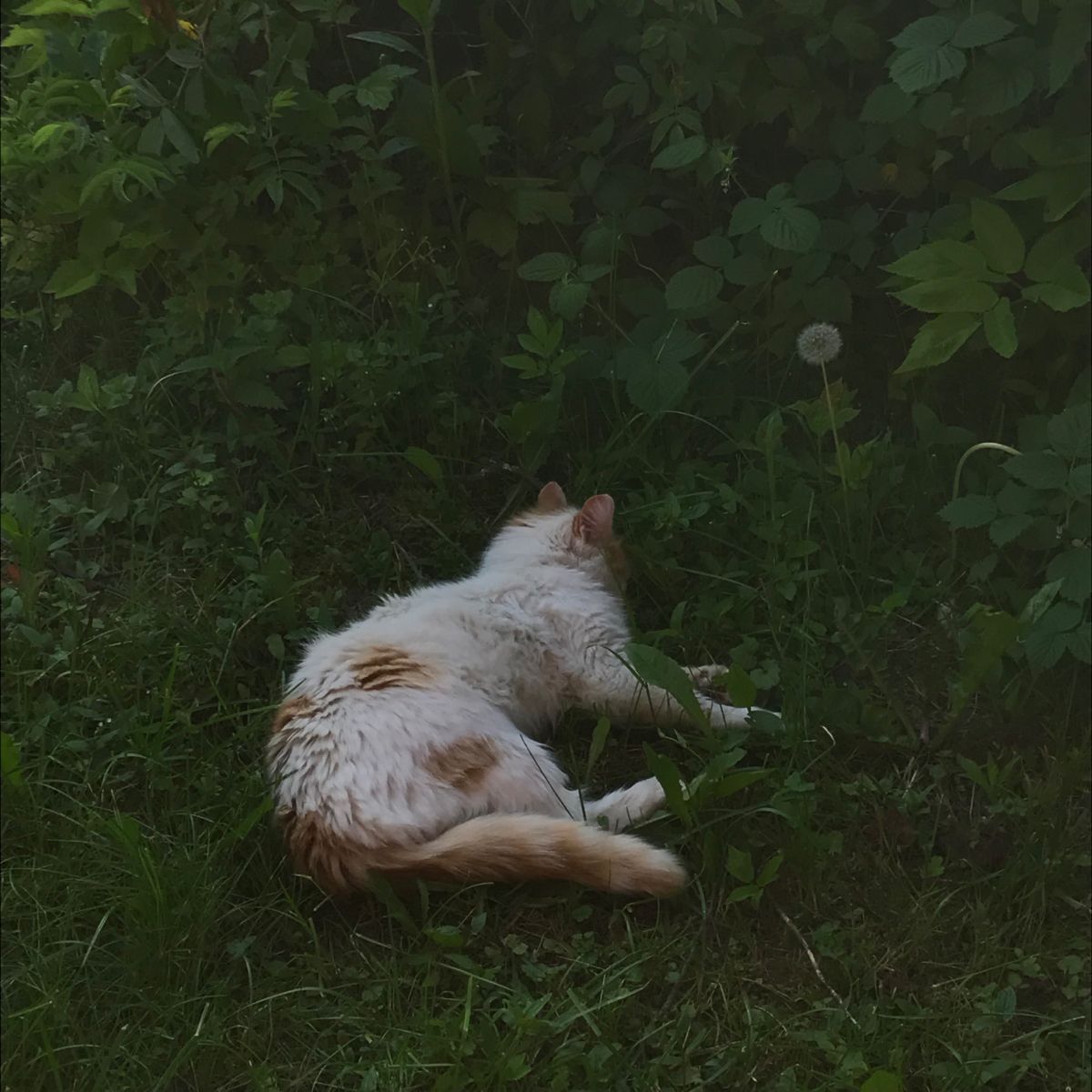 сливочный сырочек